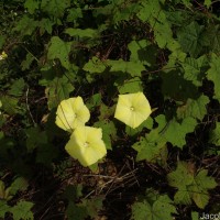 Camonea vitifolia (Burm.f.) A.R.Simões & Staples